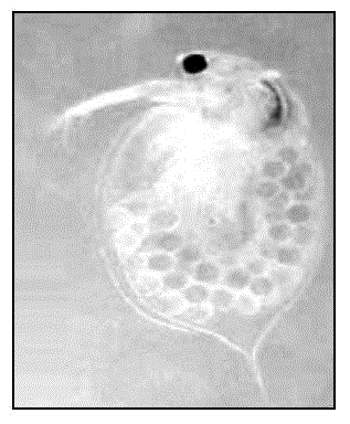 Daphnia magna domestication method and application thereof