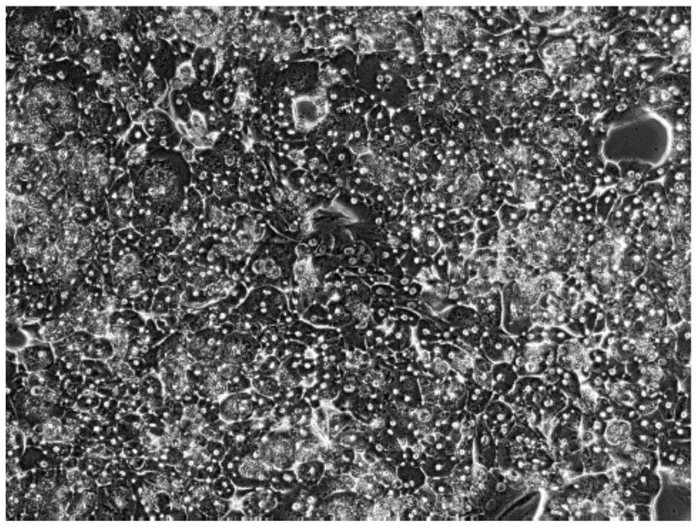 Special culture medium and culture method for long-term maintenance, propagation, and subcultring of human hepatocyte