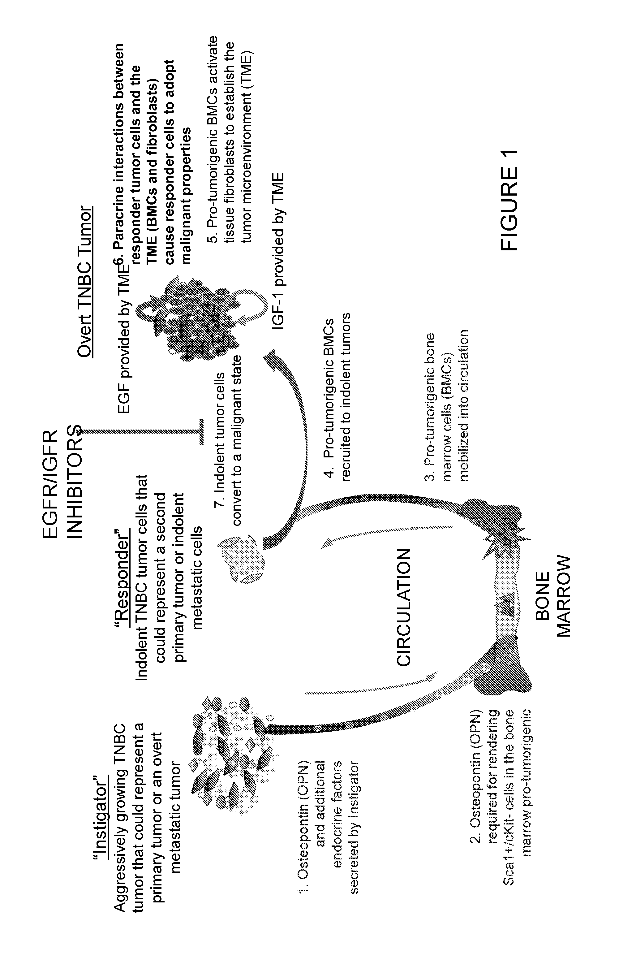 Functional assay for cancer recurrence and malignant potential