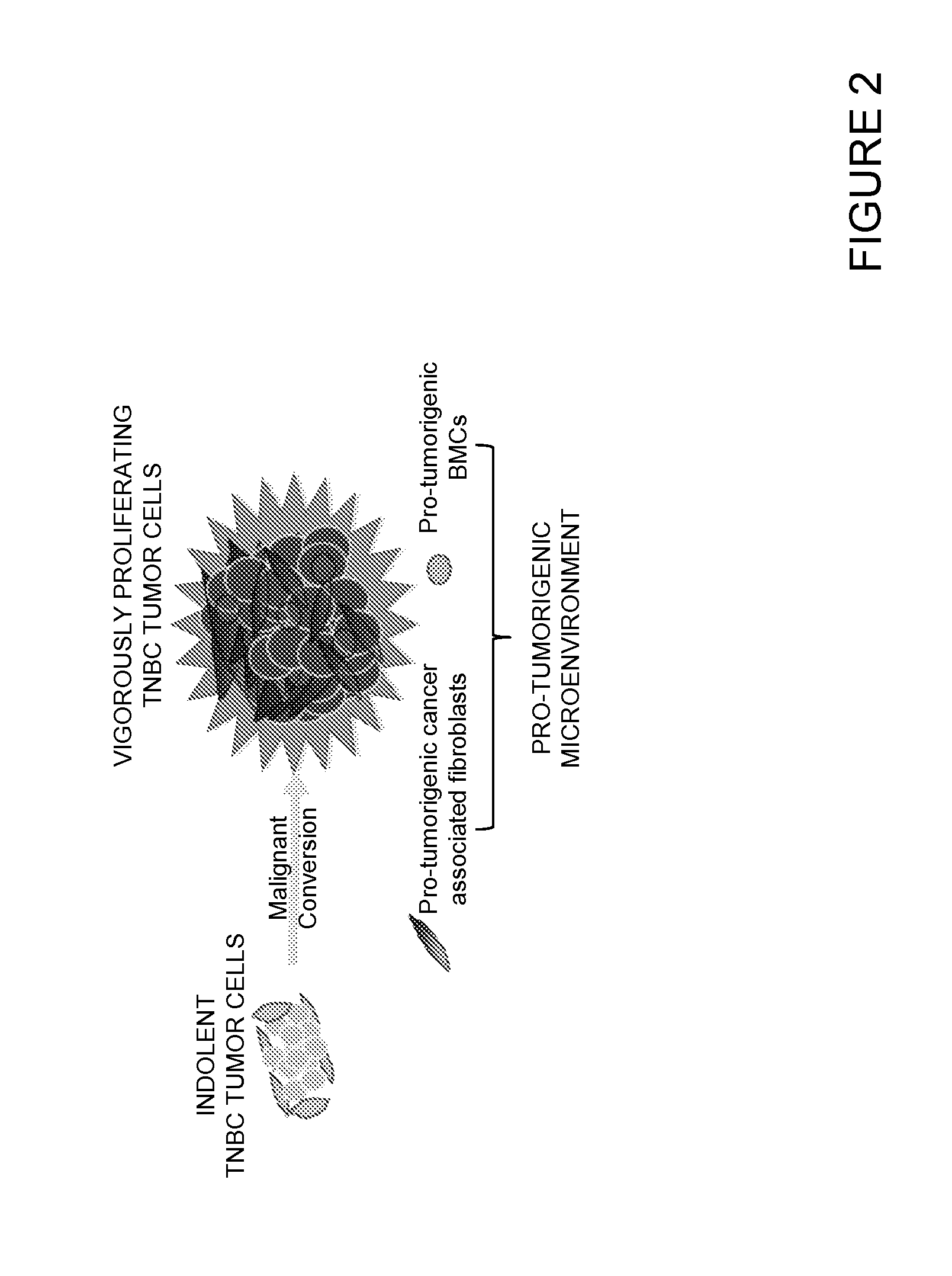 Functional assay for cancer recurrence and malignant potential