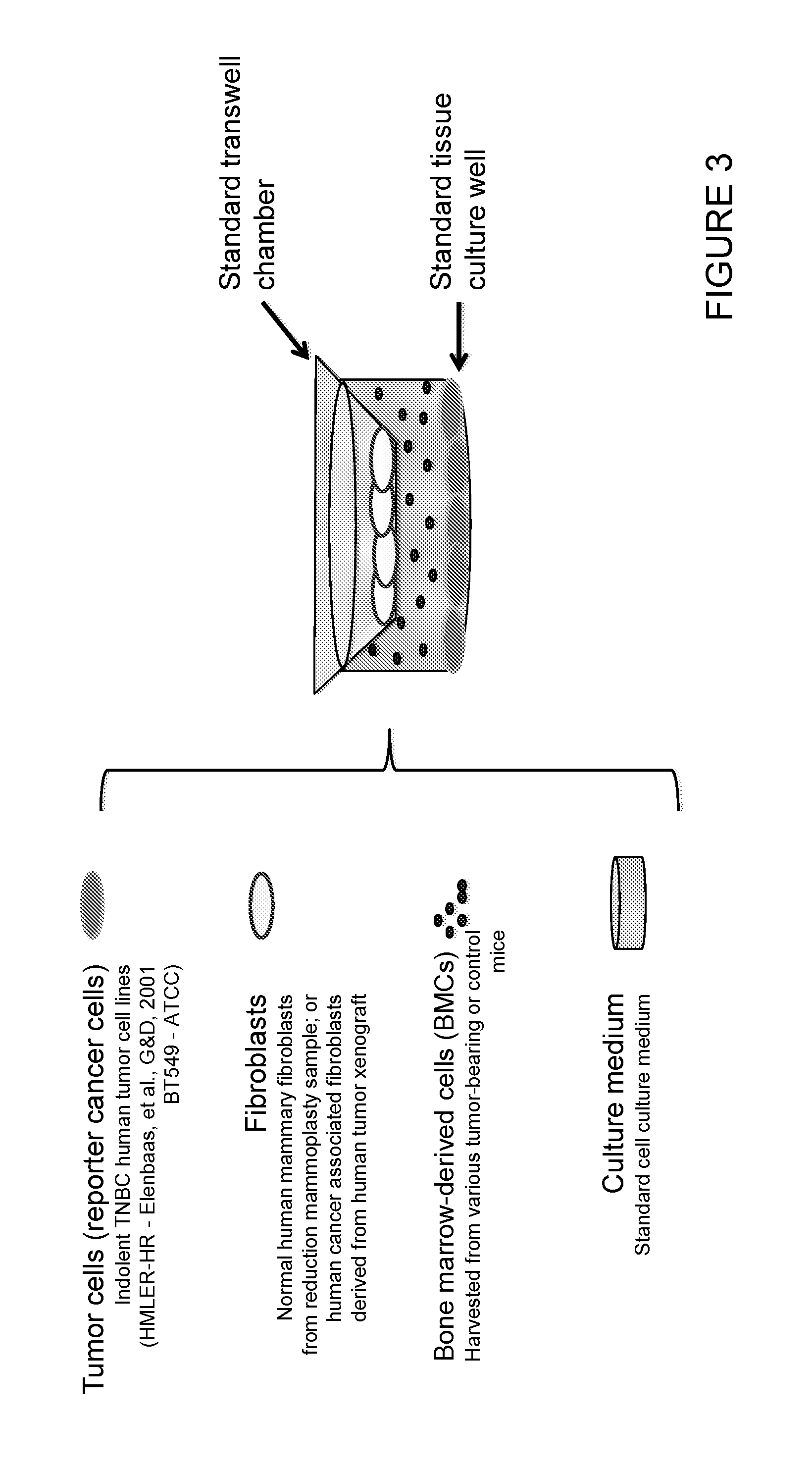 Functional assay for cancer recurrence and malignant potential