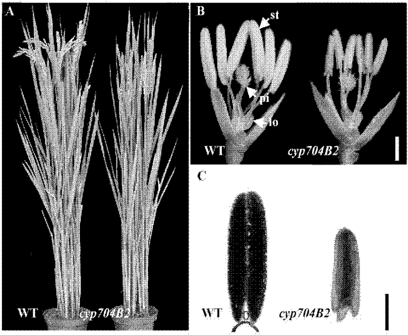 Application of vector containing CYP704B2 gene