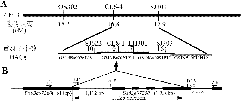 Application of vector containing CYP704B2 gene