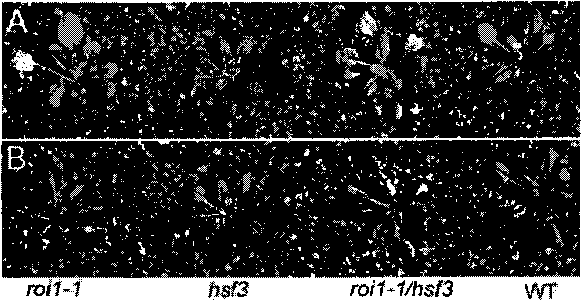 Application of arabidopsis gene ROI1 in aspect of high temperature stress resistance of plants