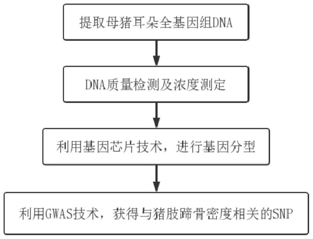 SNP molecular marker of fam131c gene related to bone mineral density of sow limbs and hoofs