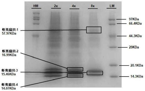 Comb shell oligopeptide, virtual screening method thereof and preparation method of composite gel of comb shell oligopeptide