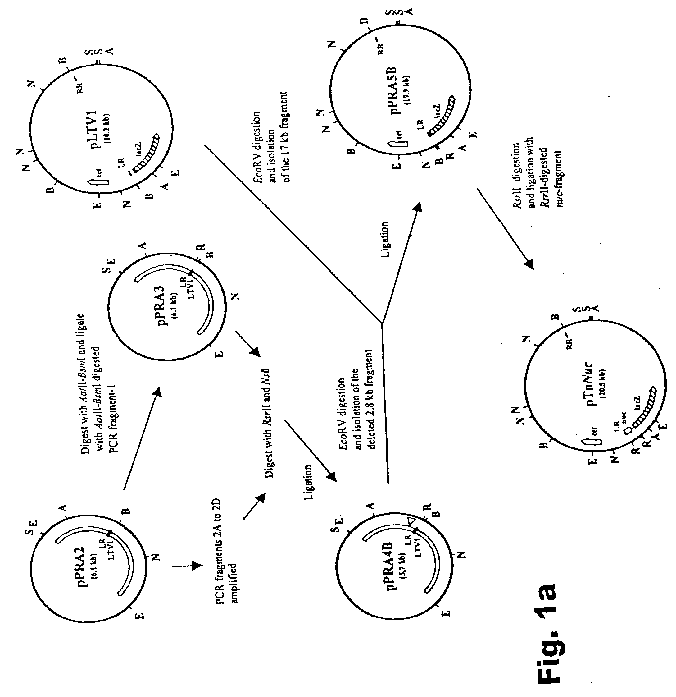 Method of isolating secretion signals in lactic acid bacteria and novel secretion signals isolated from lactococcus lactis