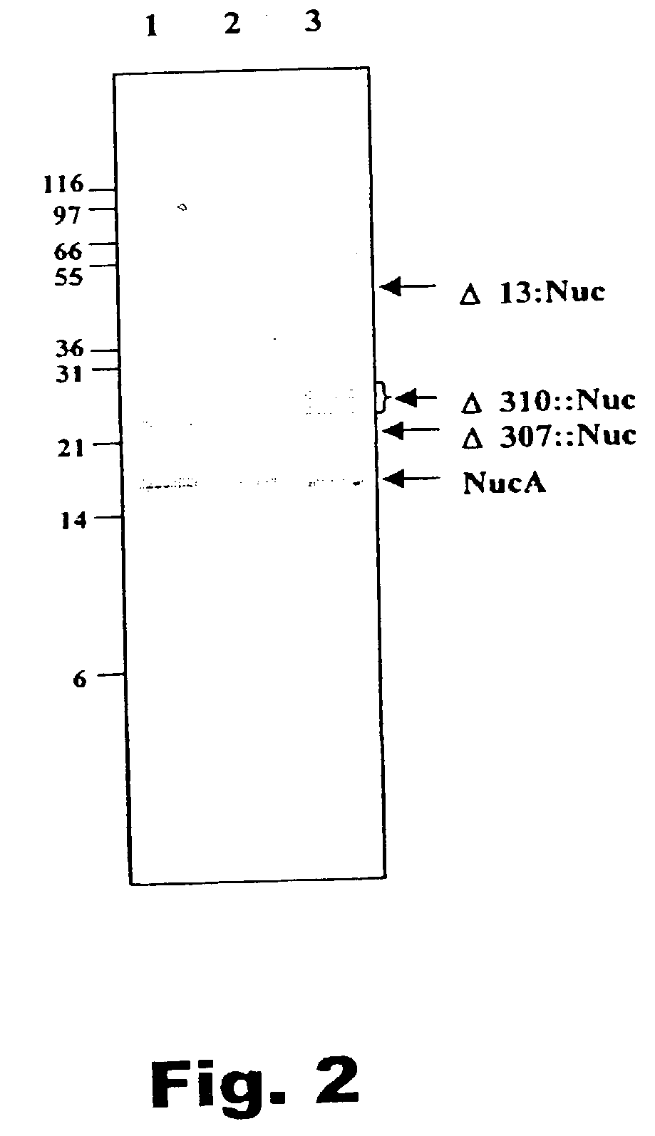 Method of isolating secretion signals in lactic acid bacteria and novel secretion signals isolated from lactococcus lactis