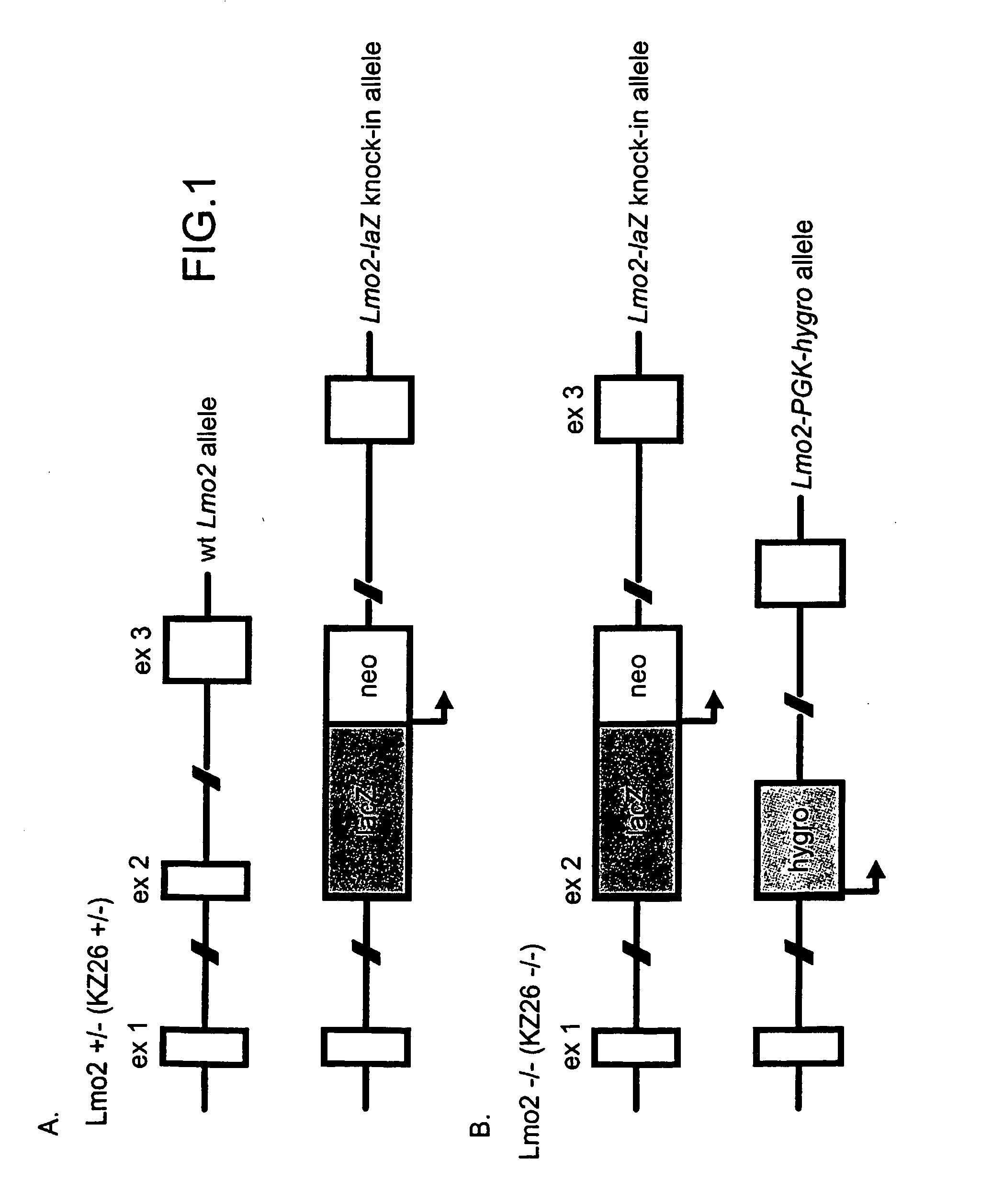 Modulation of angiogenesis