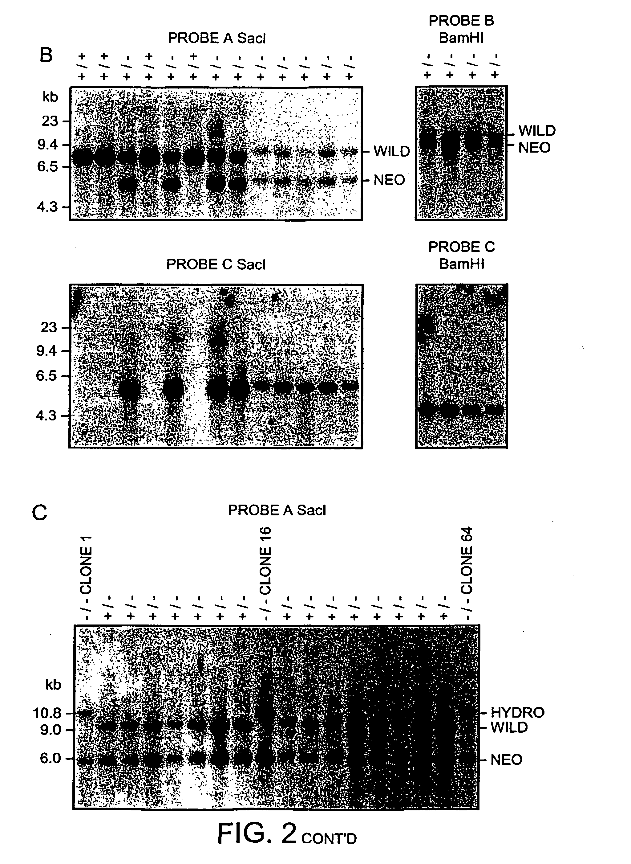 Modulation of angiogenesis