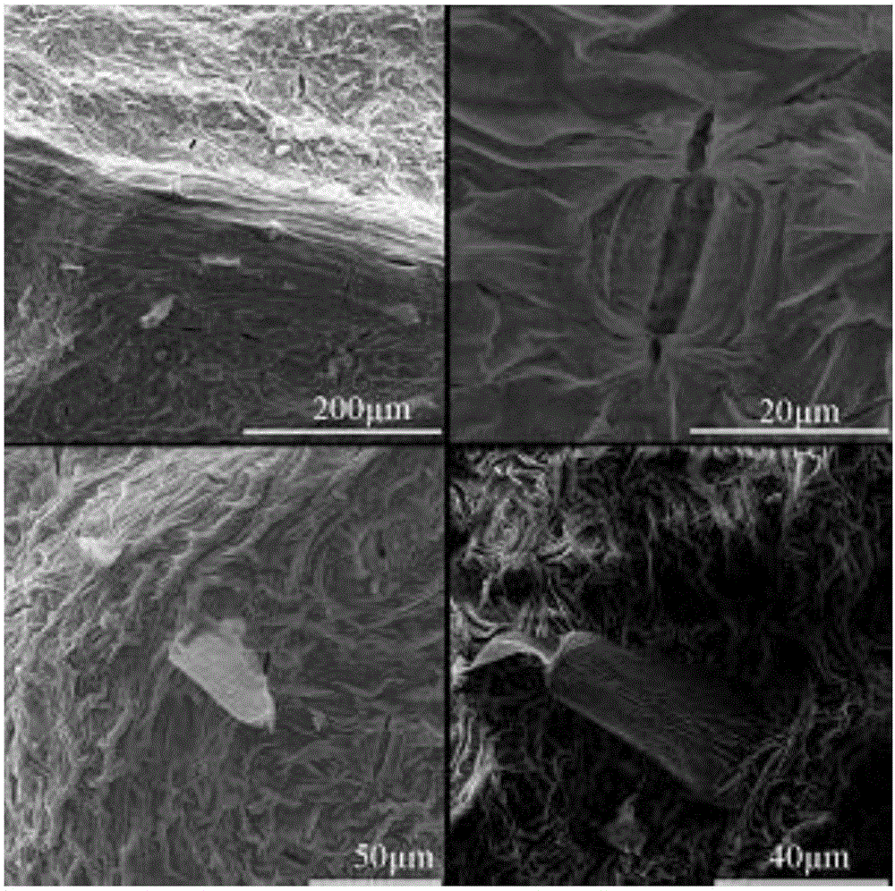 High oxygen storage cerium-zirconium solid solution prepared by adopting tobacco plant as template, and preparation method thereof