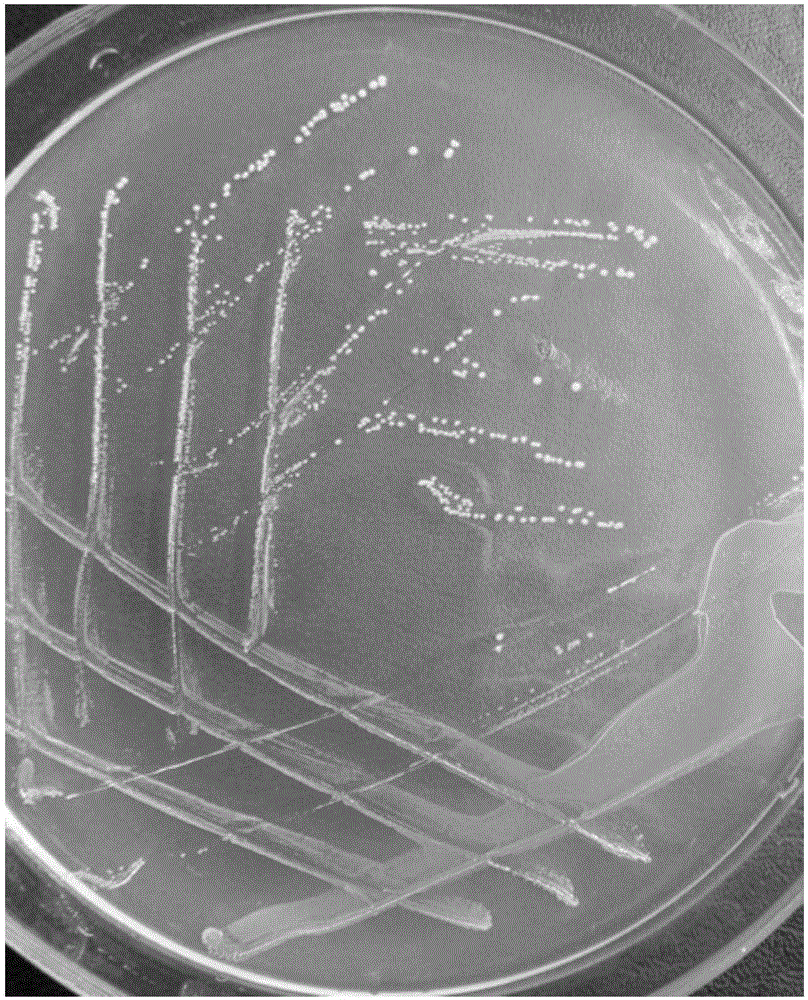 Lactobacillus plantarum for preventing necrotic enteritis of chickens and application thereof