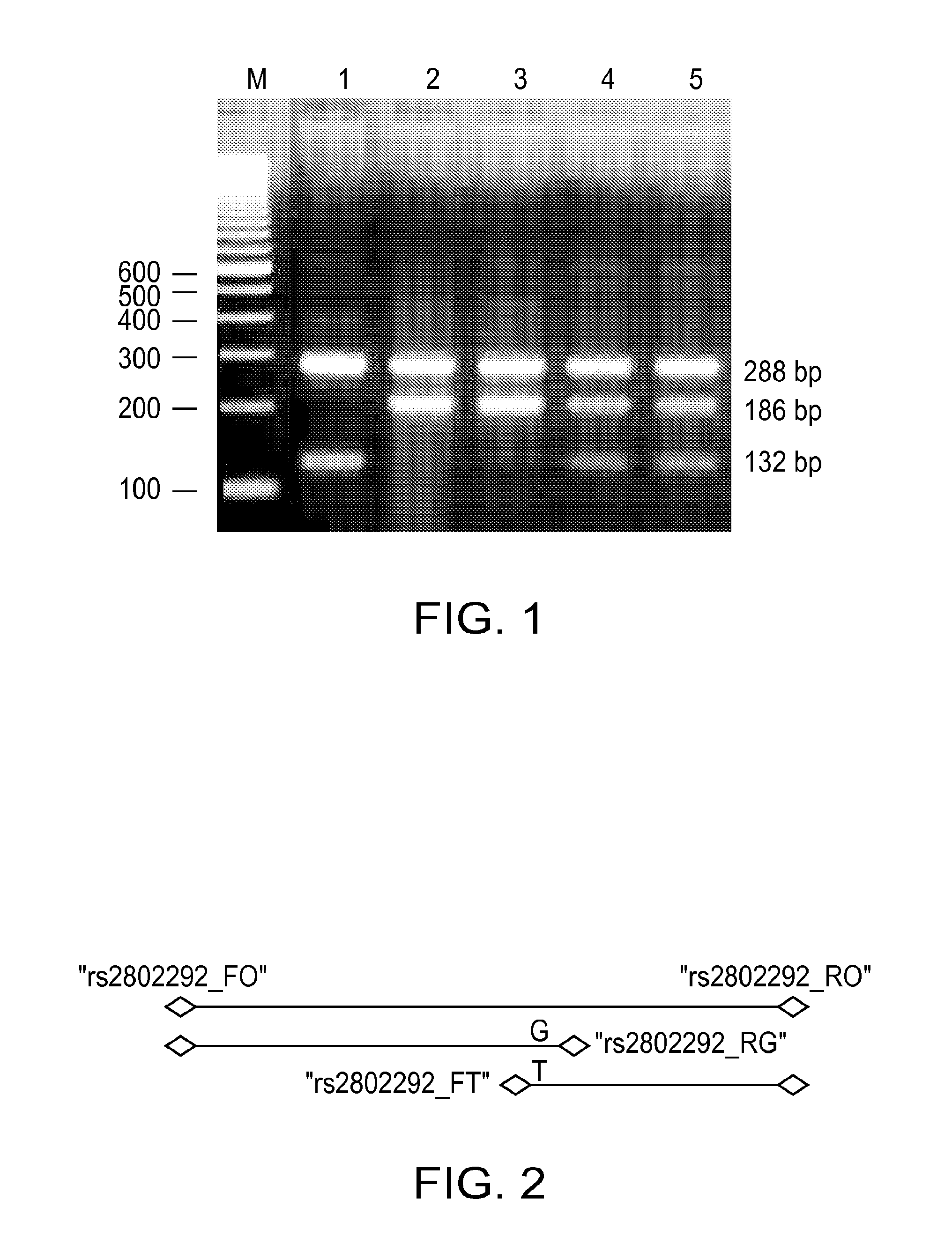 Method of using foxo3a polymorphisms and haplotypes to predict and promote healthy aging and longevity