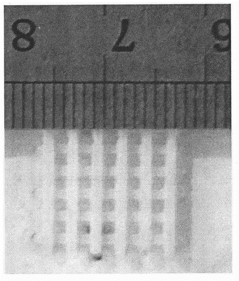 Method for reinforcing akermanite bone scaffold in selective laser sintering by utilization of nano titanium oxide