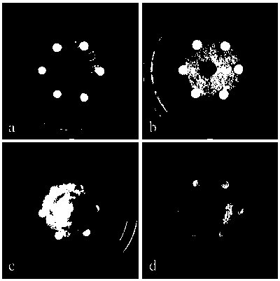 Application of transcription factor gene jswrky1 in walnut walnut