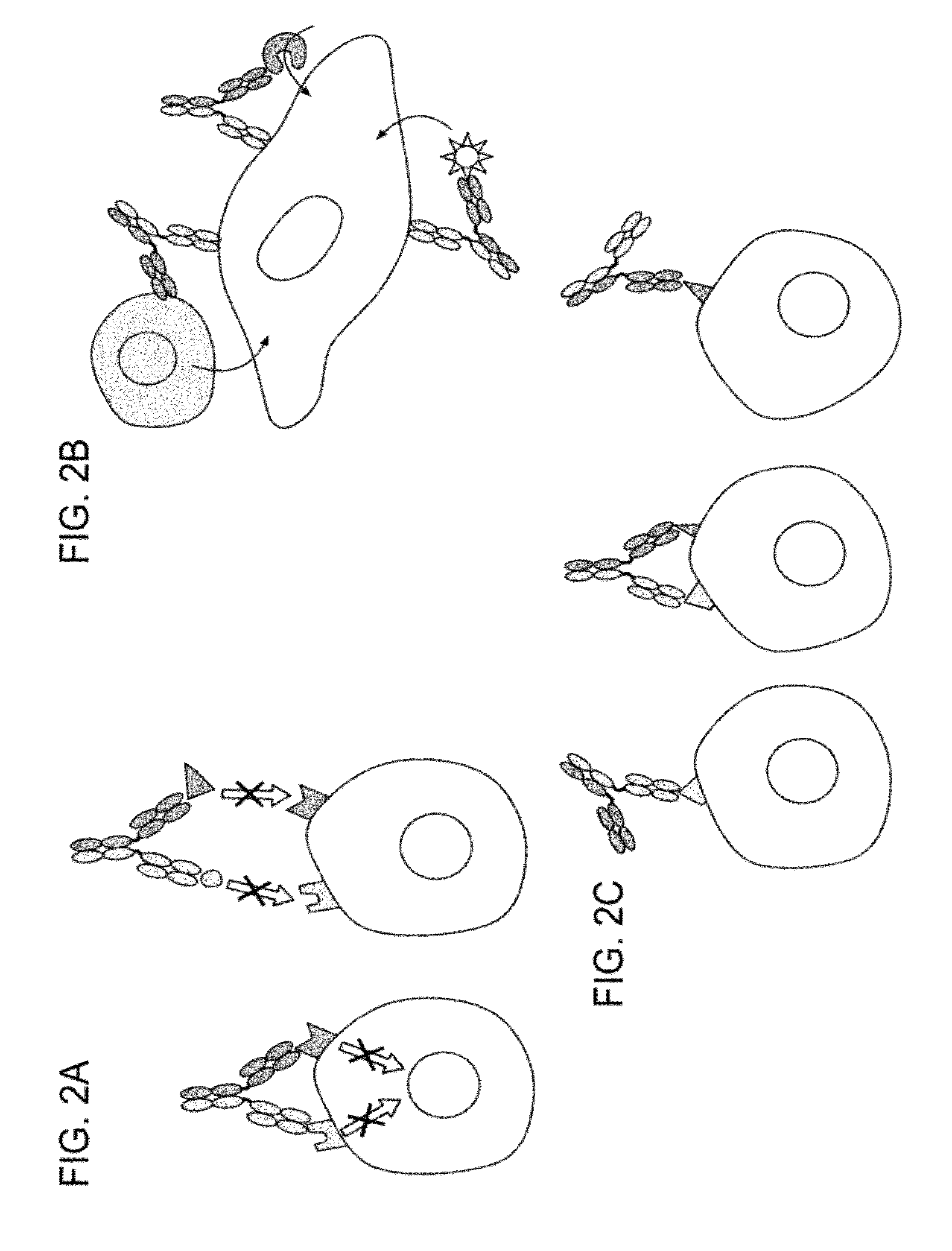 Methods for the Generation of Multispecific and Multivalent Antibodies