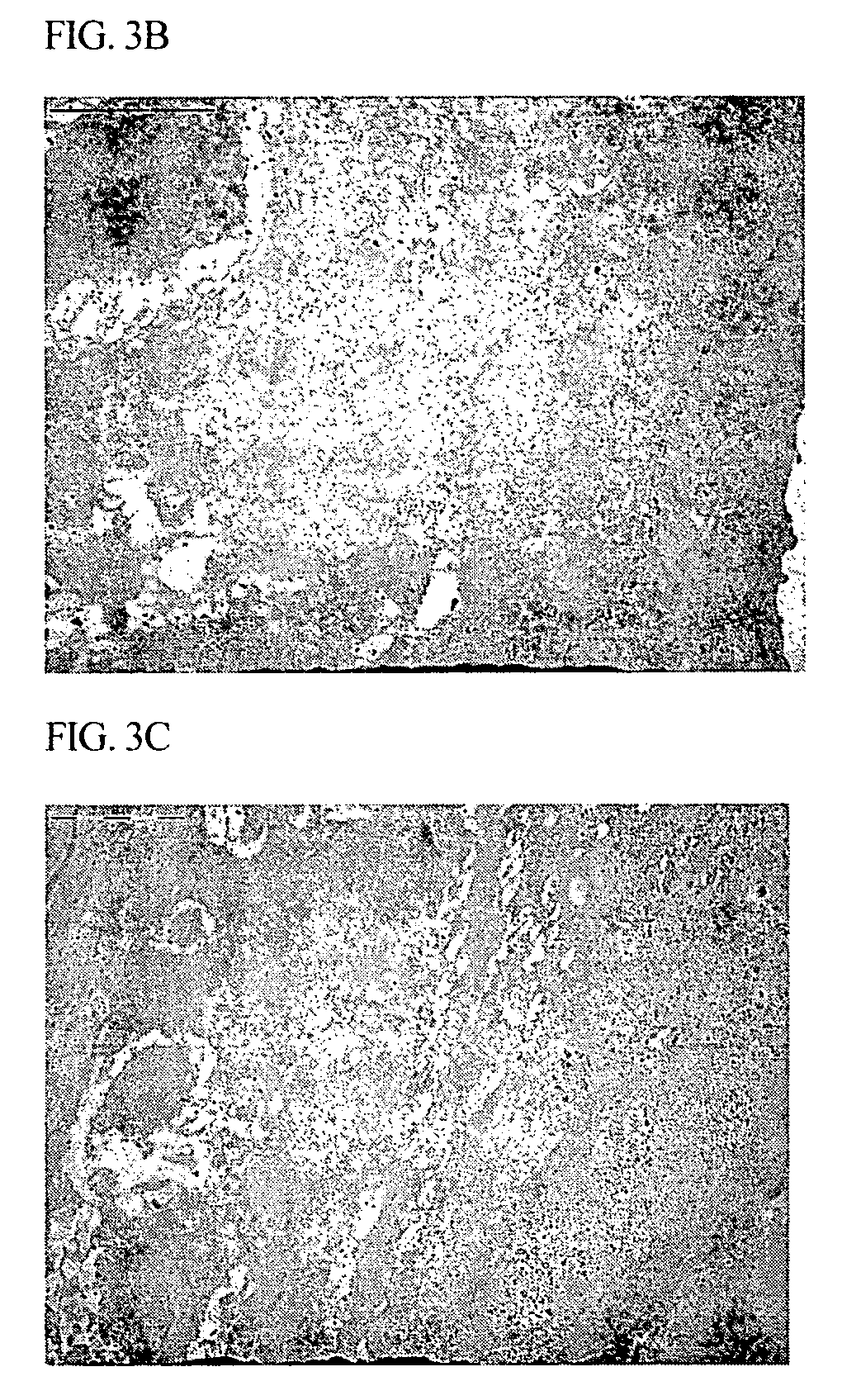 Use of sphingosine kinase activator as skin disease treating agent and method for treating skin diseases using the same