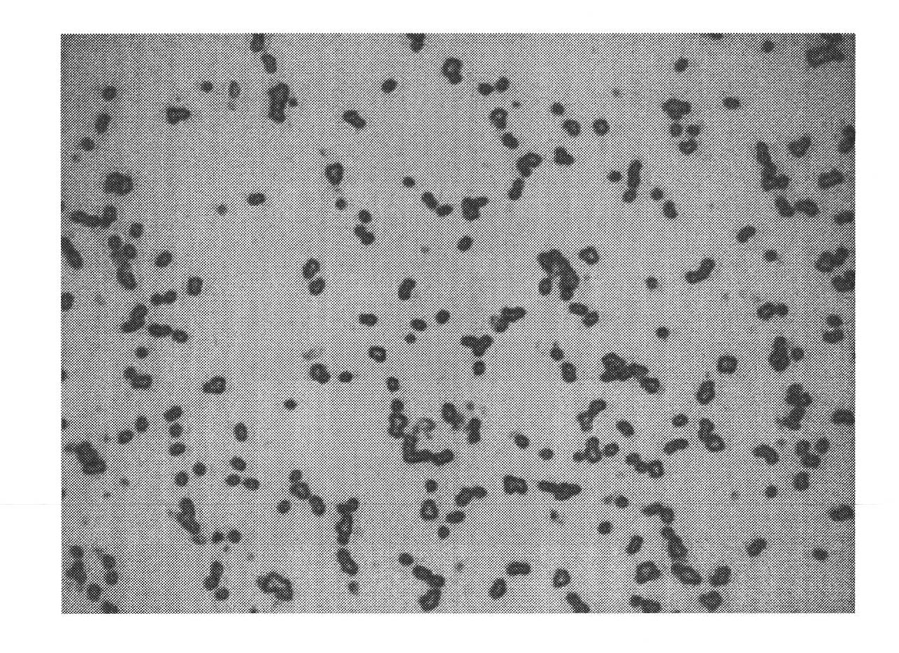 Aerobic denitrifying Paracoccus denitrificans and application thereof