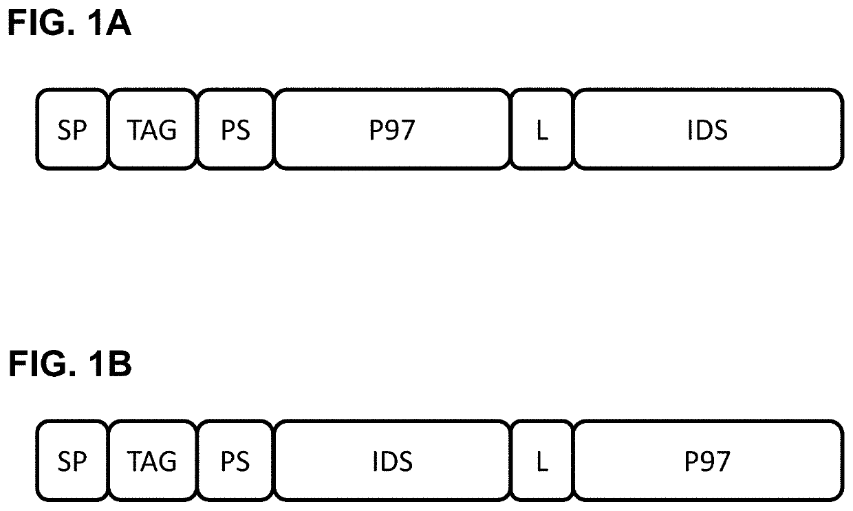 P97-ids fusion proteins