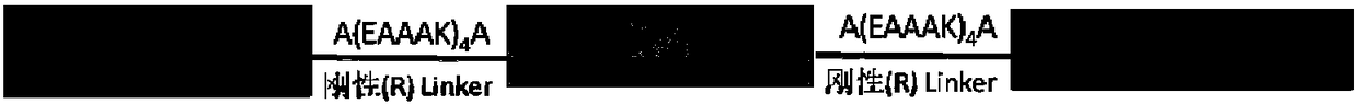 Fusion proteins and preparation method thereof, and application of fusion protein to preparation of medicines used for treating ophthalmic diseases and resisting inflammations and tumors