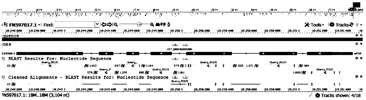 Vitis vinifera abscisic acid degradation pathway key enzyme 8'-hydroxylase CYP707A protein and coding gene thereof, and application thereof