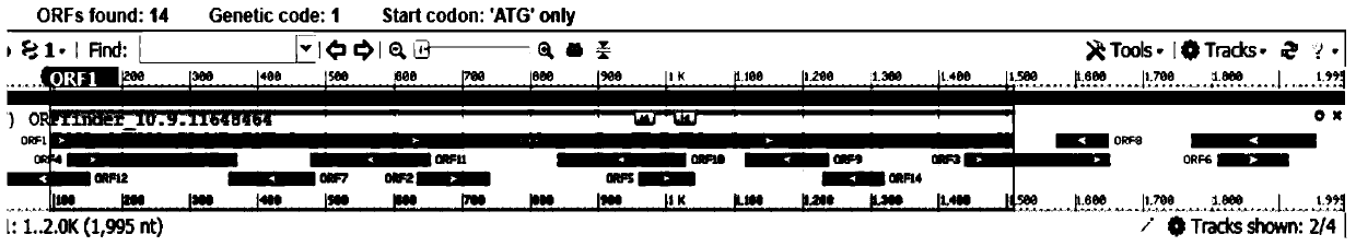 Vitis vinifera abscisic acid degradation pathway key enzyme 8'-hydroxylase CYP707A protein and coding gene thereof, and application thereof