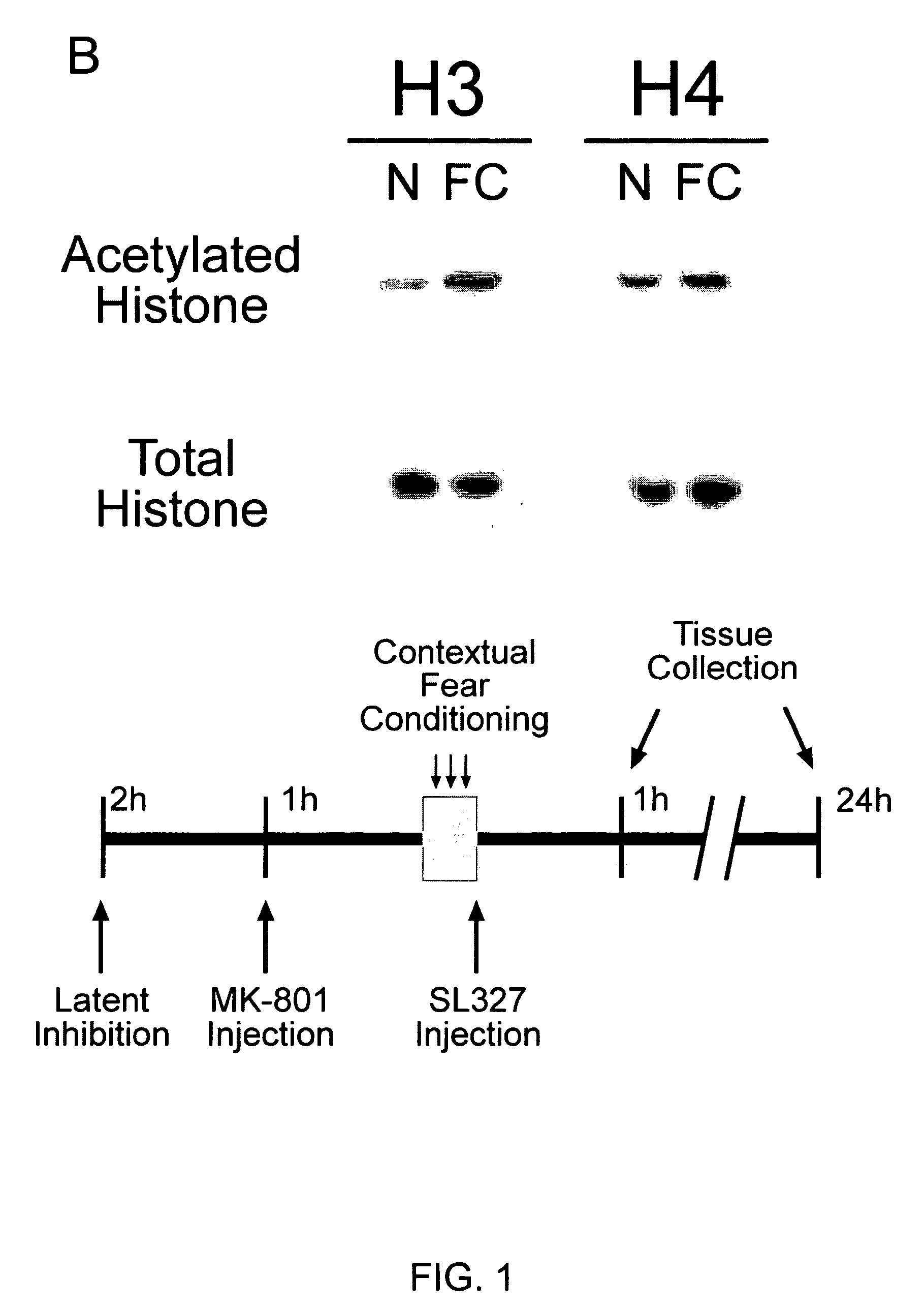 Histone deacetylase inhibitors and cognitive applications