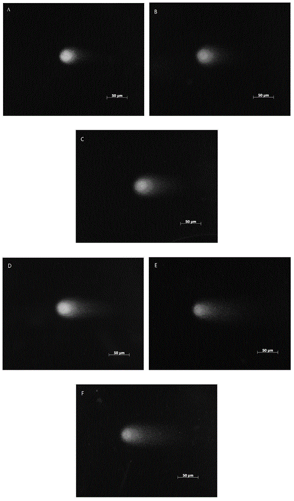 Method for evaluating toxicity of polycyclic aromatic hydrocarbons (PAHs) gene by utilizing plant comet assay