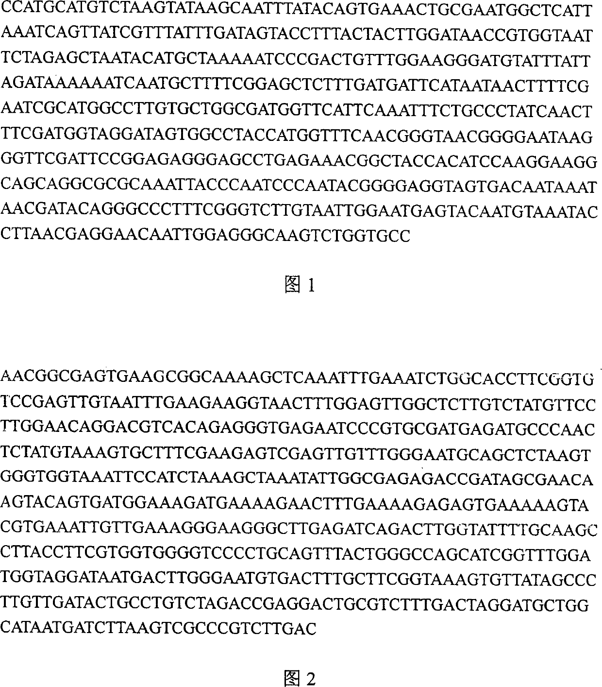 Decolur yeast of manganese producing depended pervxidase and its application