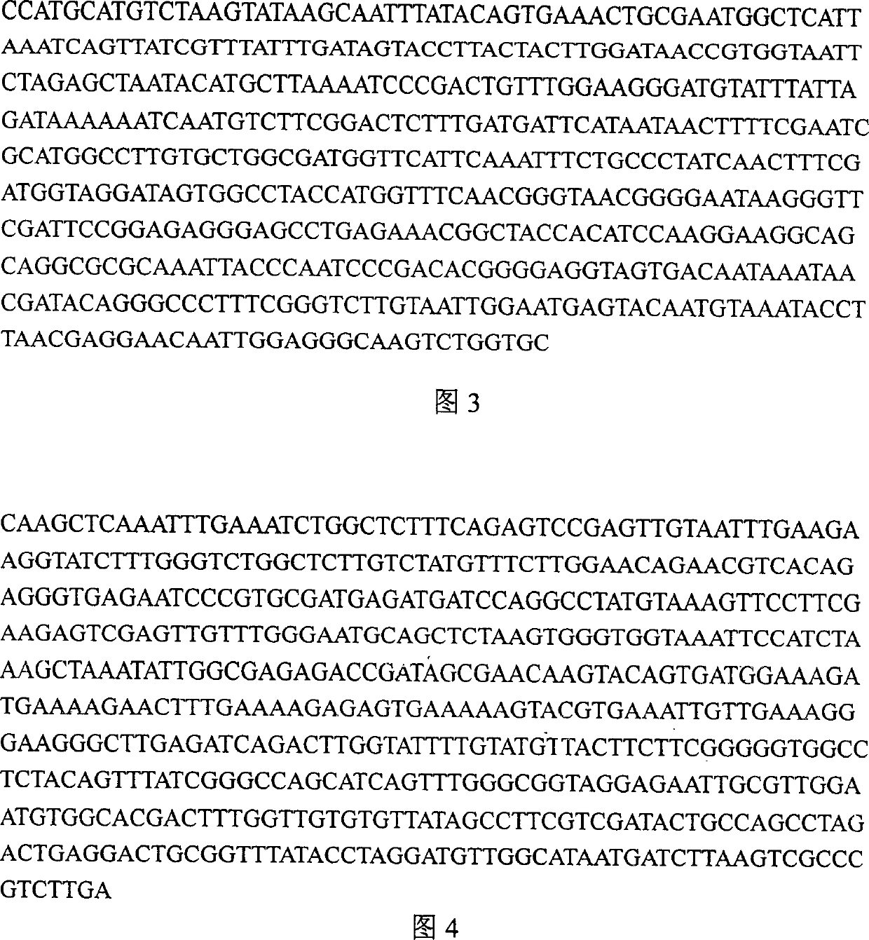 Decolur yeast of manganese producing depended pervxidase and its application