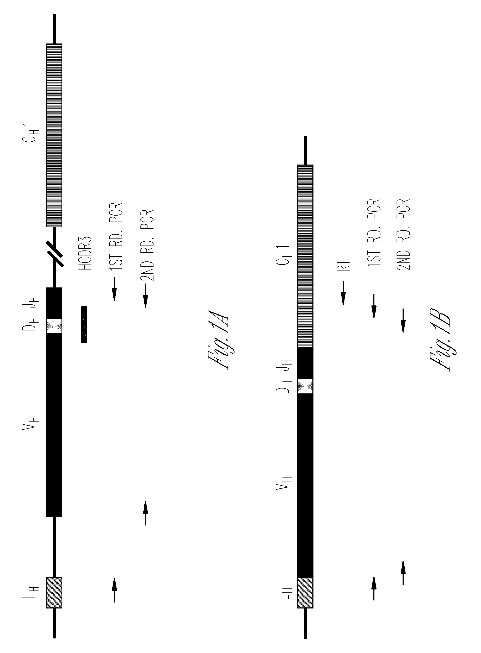 Nested primer sets for amplifying mouse immunoglobulin variable gene segments