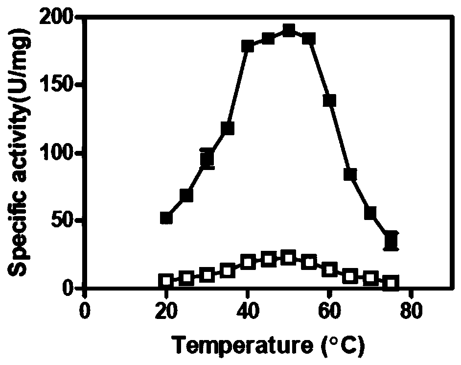 Carbonyl reductase ChKRED20 mutant and use thereof