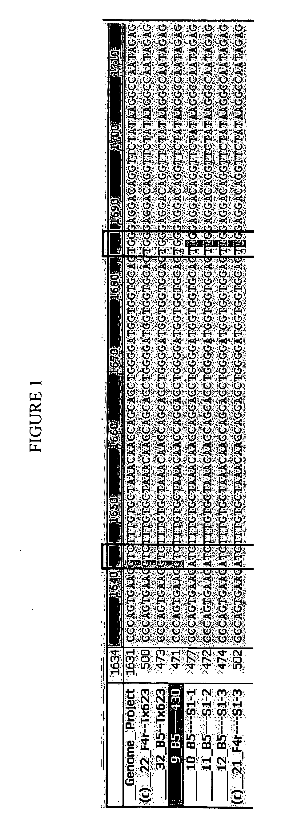 Acetolactate Synthase  Herbicide Resistant Sorghum