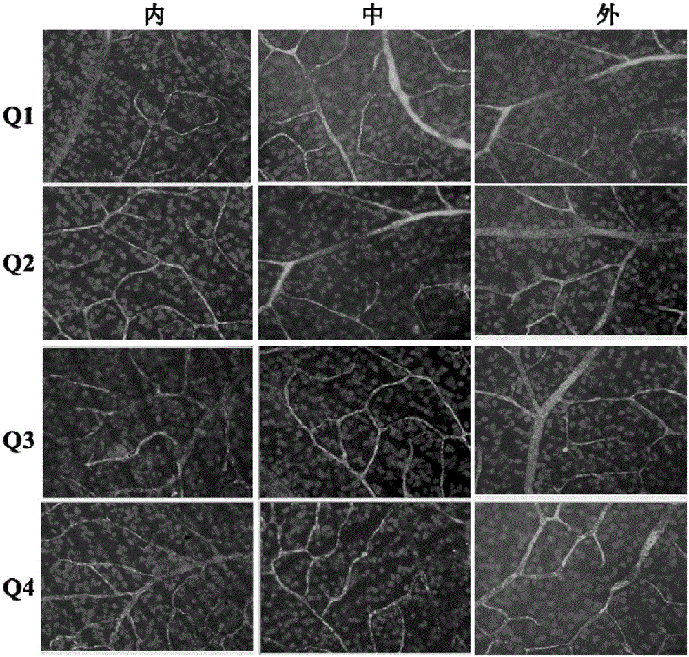 Uses of 7,8-dihydroxyflavone in preparation of drugs for treatment of optic nerve injury