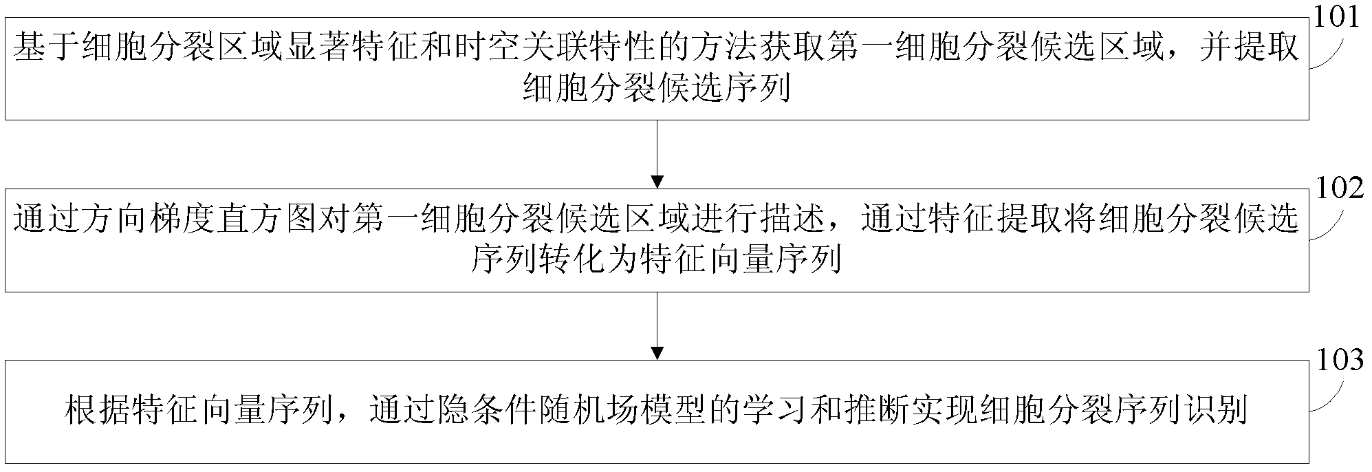 Cell division sequence detection method