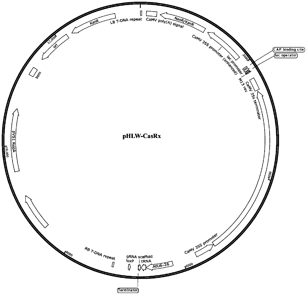 CasRx-based plant gene silence vector and construction method and application thereof