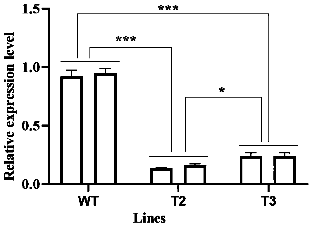 CasRx-based plant gene silence vector and construction method and application thereof