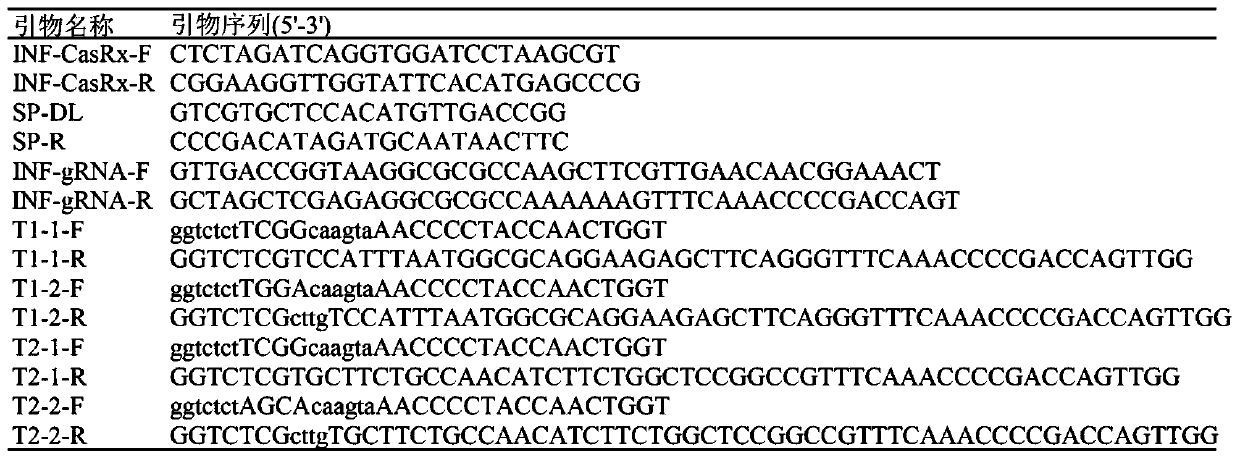 CasRx-based plant gene silence vector and construction method and application thereof