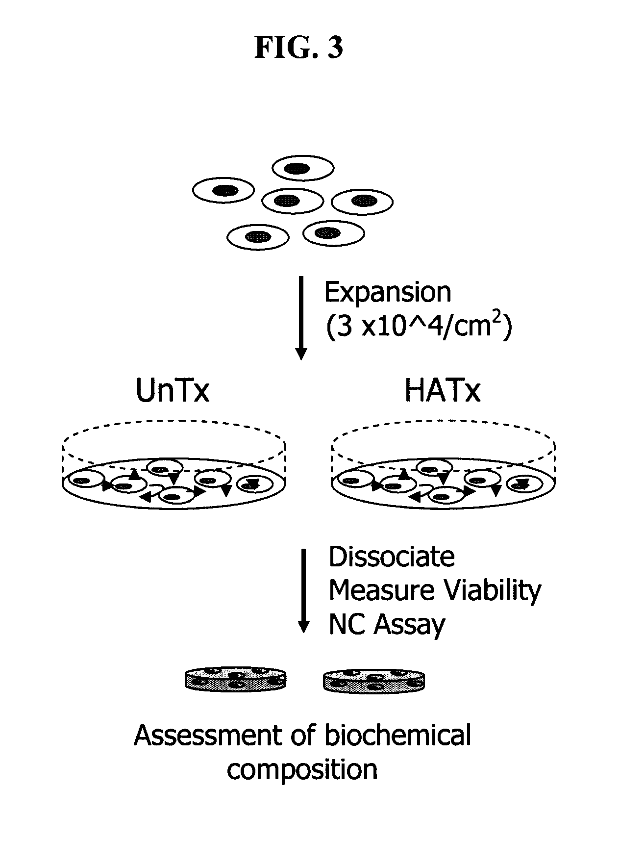 Method for chondrocyte expansion with phenotype retention