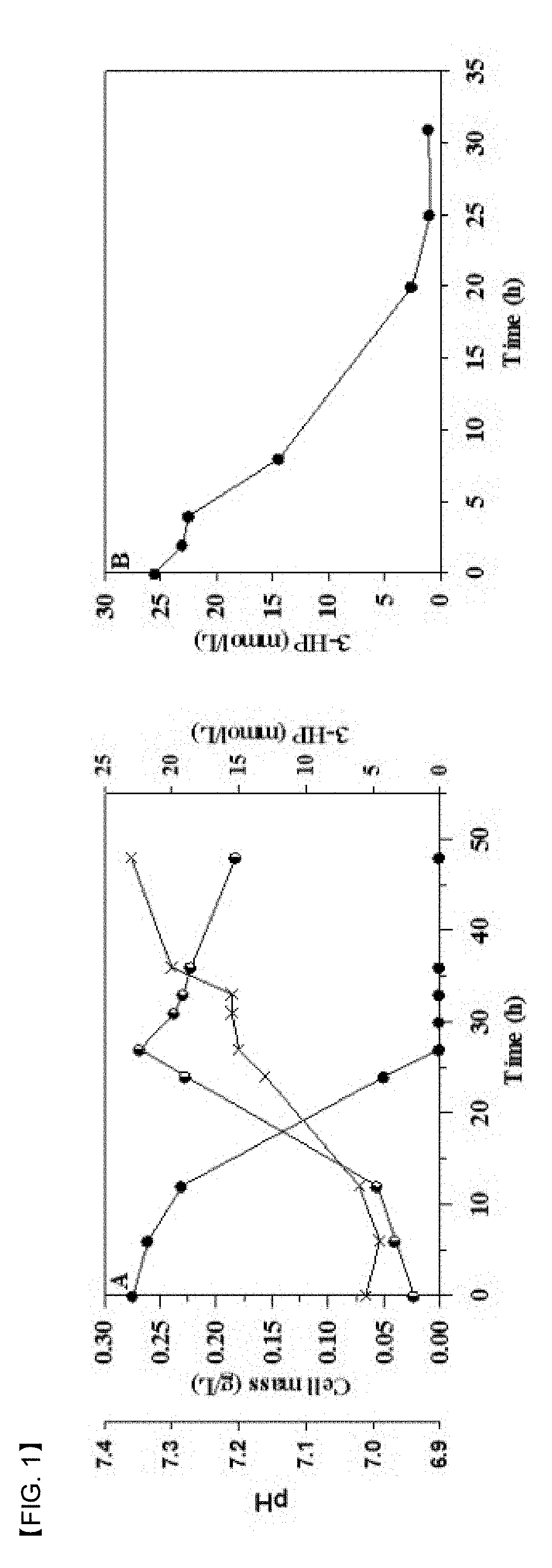 Promoter system inducing expression by 3-hydroxypropionic acid and method for biological production of 3-hydroxypropionic acid using same