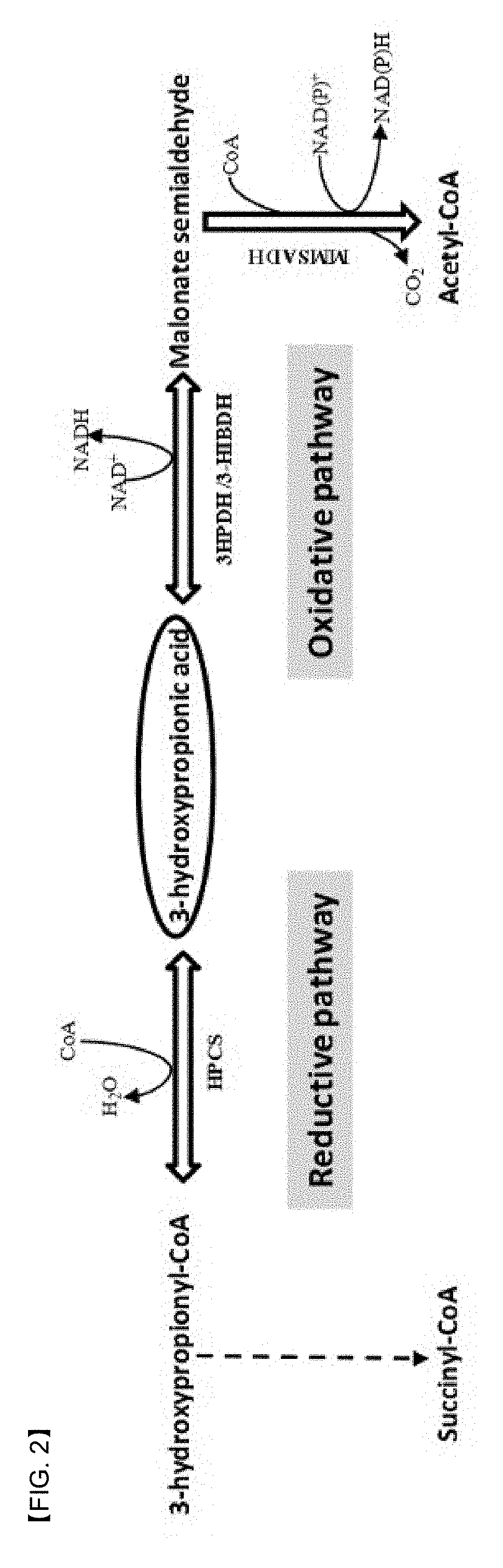 Promoter system inducing expression by 3-hydroxypropionic acid and method for biological production of 3-hydroxypropionic acid using same