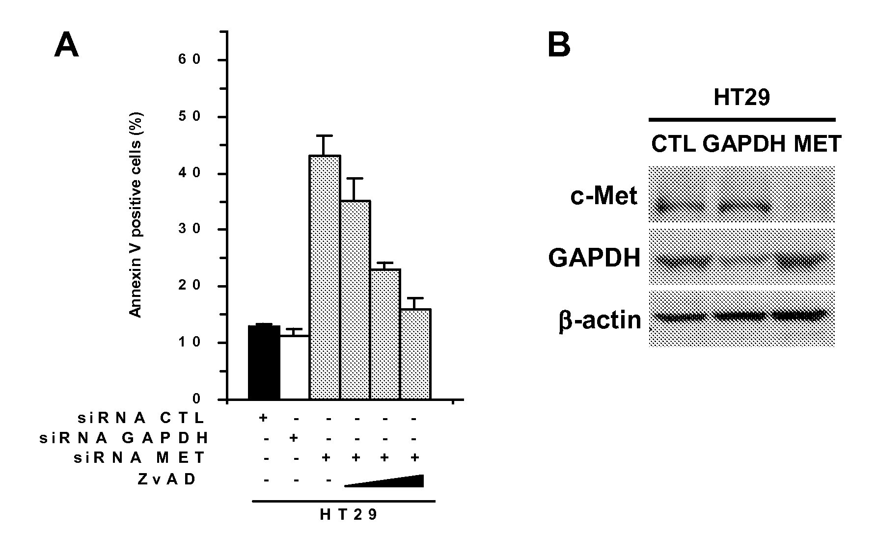 Pyrrolidinone, pyrrolidine-2,5-dione, pyrrolidine and thiosuccinimide derivatives, compositions and methods for treatment of cancer