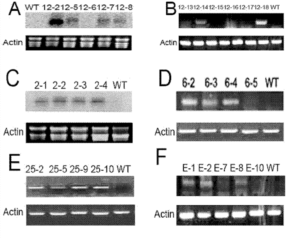 Method for raising insect resistance of plants