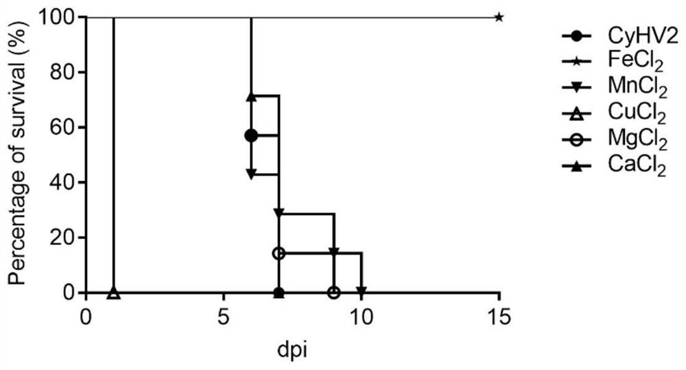 Application of ferrous ions in the prevention and treatment of carp herpes virus type Ⅱ (cyhv2) infection