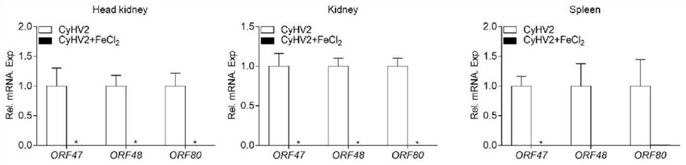 Application of ferrous ions in the prevention and treatment of carp herpes virus type Ⅱ (cyhv2) infection