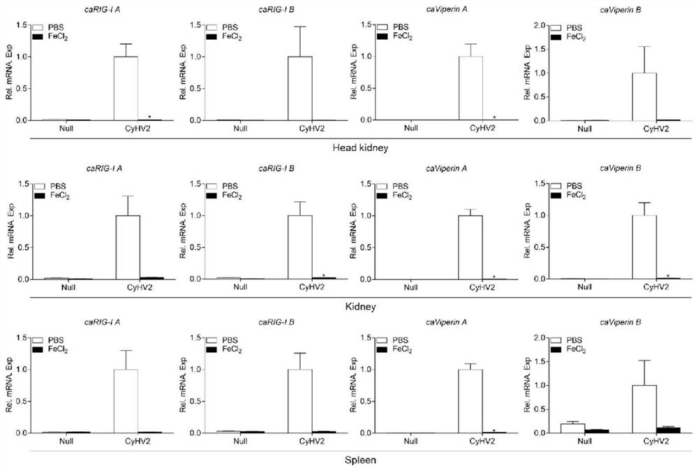 Application of ferrous ions in the prevention and treatment of carp herpes virus type Ⅱ (cyhv2) infection