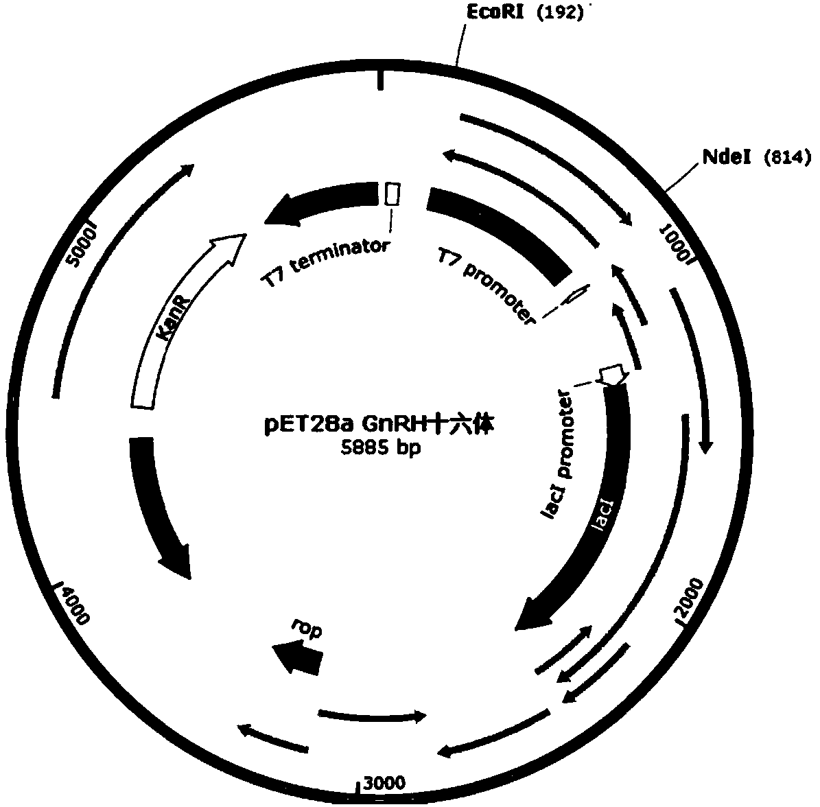 GnRH-defensin recombinant castrated vaccine and preparation method thereof