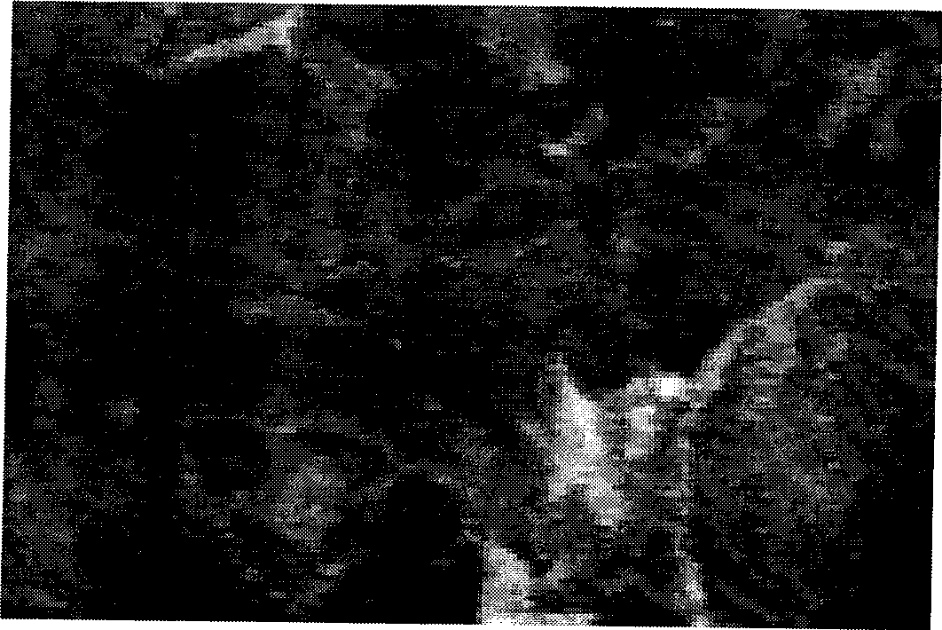 Conductive rubber composite material with excellent damping performance and preparation thereof