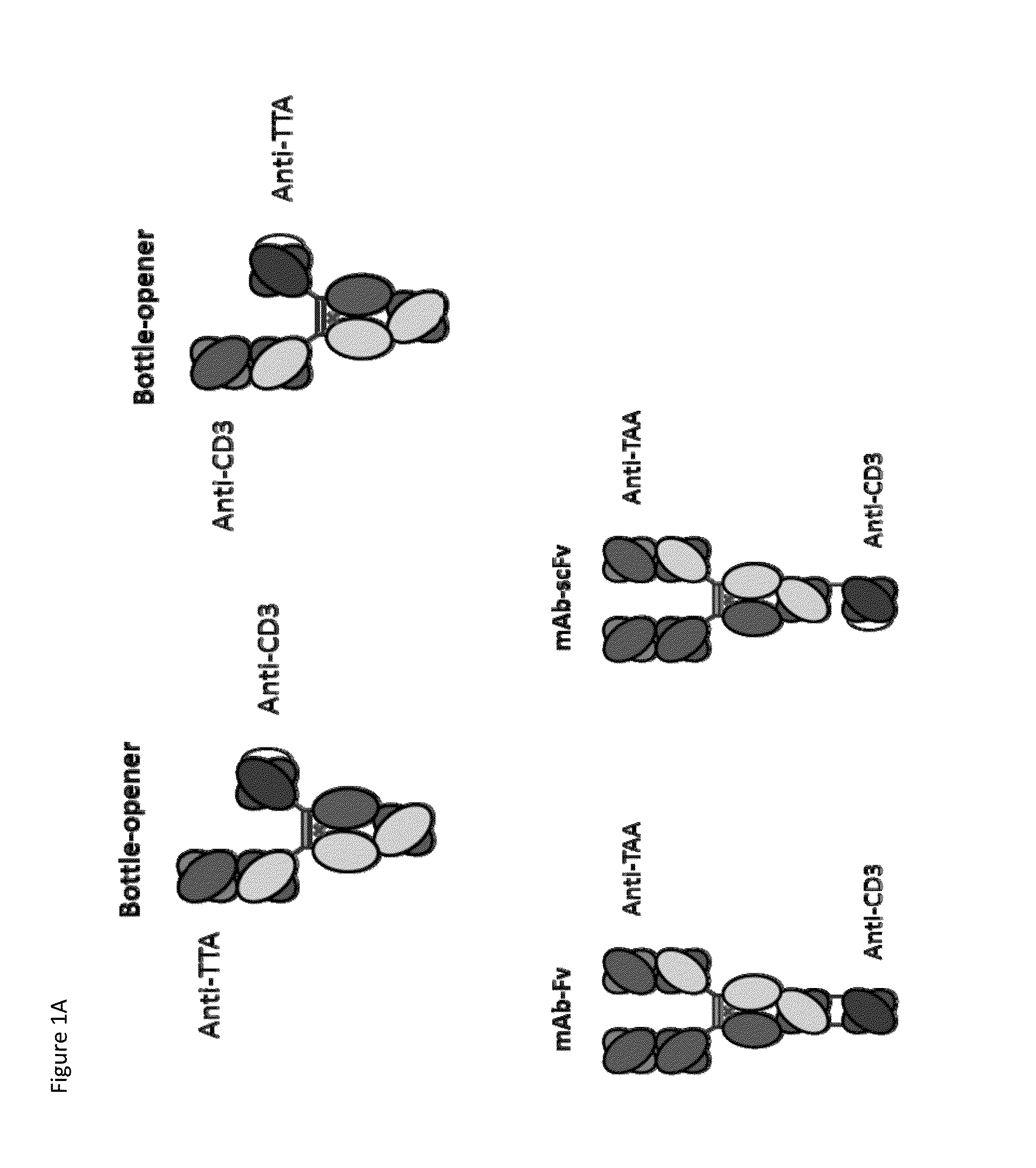 Heterodimeric antibodies that bind cd3 and tumor antigens