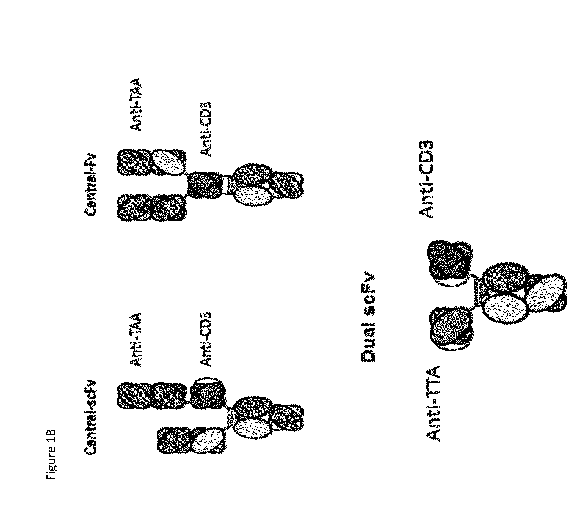 Heterodimeric antibodies that bind cd3 and tumor antigens